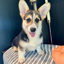 Lulu's Red Boy - Ready NOW - Black and tan male Pembroke Welsh Corgi puppy in Vilonia, Arkansas from Lucky Pups Corgis
