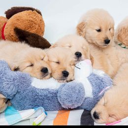 Golden Retriever Puppies from Falkinburg Goldens