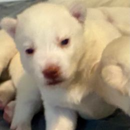 Moon - White female Siberian Husky puppy in Walker, Louisiana from TRUHUSKY SIBERIANS