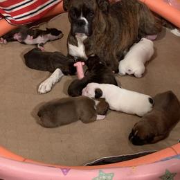 Boxer Puppies from Black Canyon Boxers