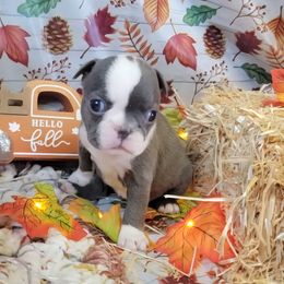 F2 - Blue female Boston Terrier puppy in Wilson, North Carolina from Chrysco Boston Terriers