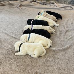 Swatara Creek Labradors LLC - Black male Labrador Retriever puppy in Jonestown, Pennsylvania from Swatara Creek Labradors LLC