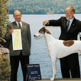Borzois and Greyhounds from Wildwood Hounds