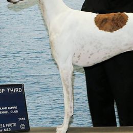 Borzois and Greyhounds from Wildwood Hounds