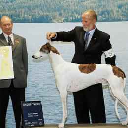 Borzois and Greyhounds from Wildwood Hounds
