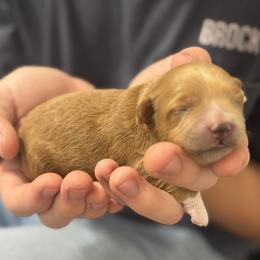Jovie - Red  female Goldendoodle puppy in Lehi, Utah from Adri
