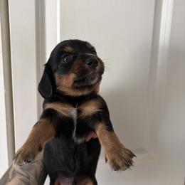 Bastian - Black and tan male Dachshund puppy in Conroe, Texas from R&M Dachshunds