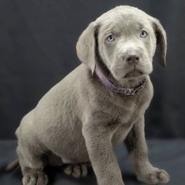 Dilute Retrievers from Cash Money Kennel