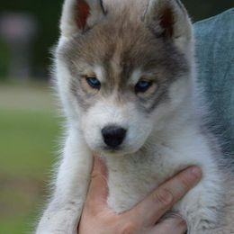 Siberian Husky Puppies from Collusion Siberian’s