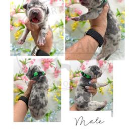Dino - Merle male Great Dane puppy in Sac City, Iowa from Northern Great Danes of Colorado & Iowa