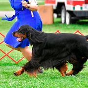 German Shorthaired Pointers and Gordon Setters from Pointsetter Farm