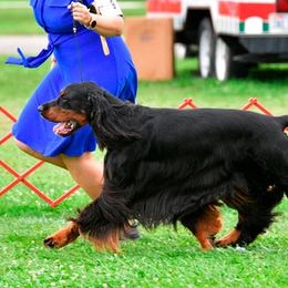 German Shorthaired Pointers and Gordon Setters from Pointsetter Farm
