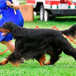 German Shorthaired Pointers and Gordon Setters from Pointsetter Farm