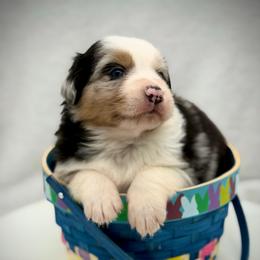 Male 1 - Blue merle male Australian Shepherd puppy in Cape Girardeau, Missouri from Real McCoy Australian Shepherds