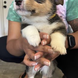 Girl 1 - Pembroke Welsh Corgi puppy in San Diego, California from Peaches Pad