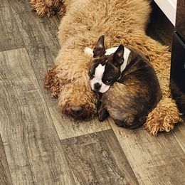 Boston Terriers, Goldendoodles, and Labradoodles from Legacy Bostons and Goldendoodles