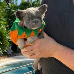 Dolly - Tricolors female French Bulldog puppy in Palm Coast, Florida from Calypso Island French Bulldogs