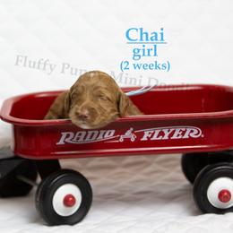 Chai BLUE COLLAR girl 3500 - Red  female Goldendoodle puppy in Corona, California from Fluffy Puppy Mini Doodles LLC