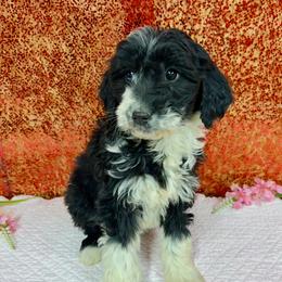 Suzie - Black and white female Aussiedoodle puppy in Marshall, Arkansas from Buffalo River Puppies