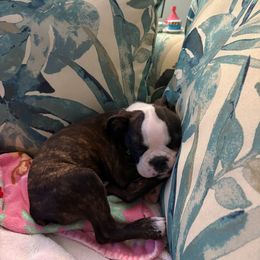 Boston Terrier Puppies from I Love Pups