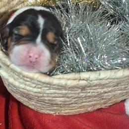 Holly(Red) - Black brown and white female Basset Hound puppy in Carbondale, Kansas from Dream Weavers Basset Hounds
