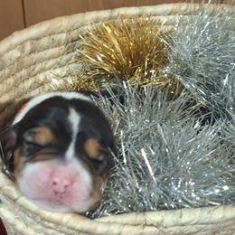 Holly(Red) - Black brown and white female Basset Hound puppy in Carbondale, Kansas from Dream Weavers Basset Hounds