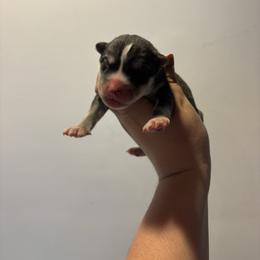 Boy 4 - Black tan and white male Siberian Husky puppy in Pelham, Alabama from Tails & Belles Dog Breeding