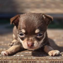 Rocky (Rocky Road) - Chocolate and tan male Chihuahua puppy in Plainfield, Indiana from Abby's Pampered Pooches