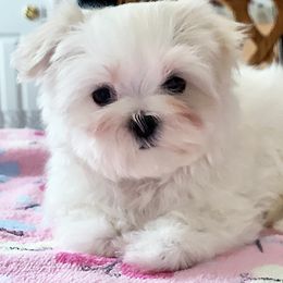 Maltese Puppies from Platinum Dunes Maltese