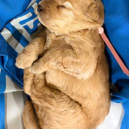 Kelce - Red  female Goldendoodle puppy in Zeeland, Michigan from Dandelion Lane Doodles