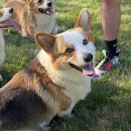 Hank - Pembroke Welsh Corgi
