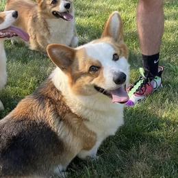 Hank - Pembroke Welsh Corgi
