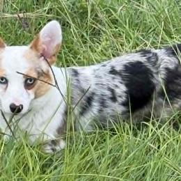 Australian Shepherds and Companion Crosses from RussKris Farms Aussies & Corgis