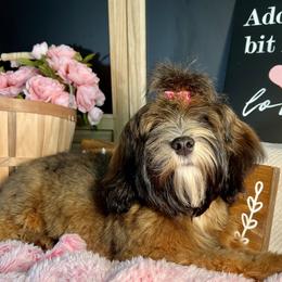 Denali - Havanese