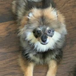 Pomeranians from East Coast Poms