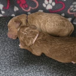 Girl 2 - Red  female Goldendoodle puppy in Galt, Missouri from Only Doodles!
