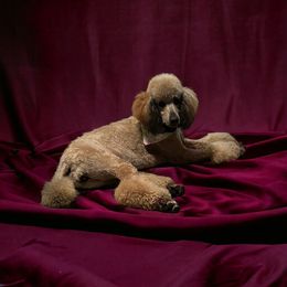 Coco - Poodle