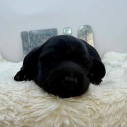 Oscar - Black male Dachshund puppy in Rio Linda, California from Destiny's Mini Doxies