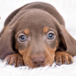 Kirby - Chocolate and tan male Dachshund puppy in Fredricktown, Missouri from Ivy Cream Dachshunds