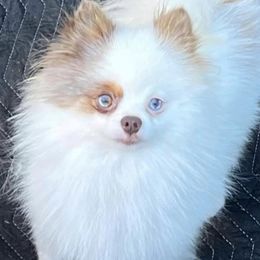 Pomeranians from Purdy Pomeranian Pooches