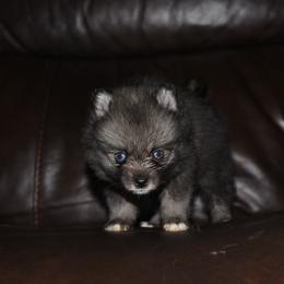 Baz - Wolf sable male Pomsky puppy in Coos Bay, Oregon from Ocean View Pomskies