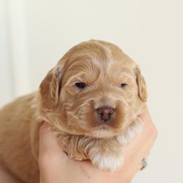 Pink - Apricot female Australian Labradoodle puppy in Williamstown, New York from Lewis Manor Labradoodles