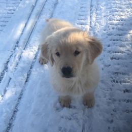 Golden Retriever and Labrador Retriever Puppies from Emerald Knoll