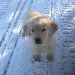 Golden Retriever and Labrador Retriever Puppies from Emerald Knoll