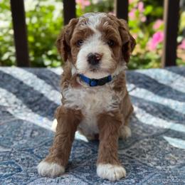 Riley - Red  male Goldendoodle puppy in Wharton, Texas from Little Fur Friends