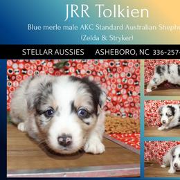 JRR Tolkien - Blue merle male Australian Shepherd puppy in Asheboro, North Carolina from Stellar Aussies