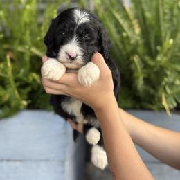 Victoria - Tri-color female Double Doodle puppy in Millersburg, Ohio from T Sanctum