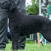 Curly-Coated Retriever All Grown Up from Jollycurl Curly-Coated Retrievers