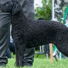 Curly-Coated Retriever All Grown Up from Jollycurl Curly-Coated Retrievers