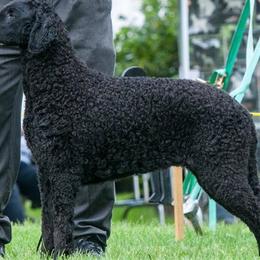 Curly-Coated Retriever All Grown Up from Jollycurl Curly-Coated Retrievers